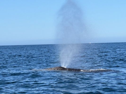 Whale's Tail Charters by null