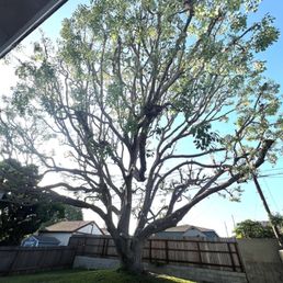 70 year old camphor 70 year old camphor