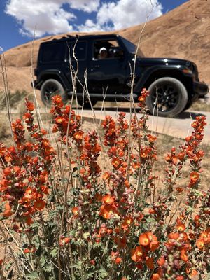Twisted Jeep Rentals by null