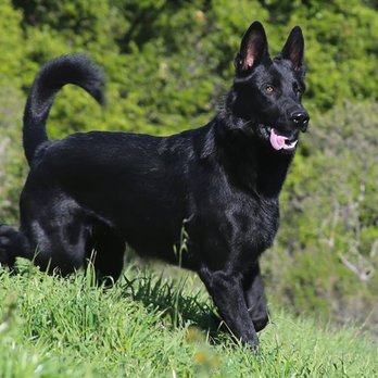 SentinelHarts German Shepherds - Pets Near Me SentinelHarts German Shepherds - Pets Near Me