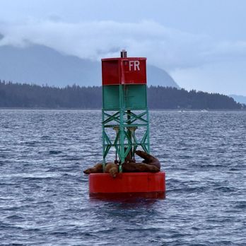 Auke Bay Ferry Terminal - Sea lions - Ferries Near Me - Juneau, Alaska Auke Bay Ferry Terminal - Sea lions - Ferries Near Me - Juneau, Alaska