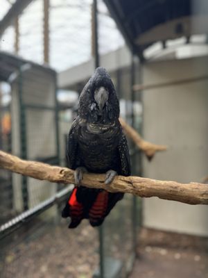 Jungle Island by null