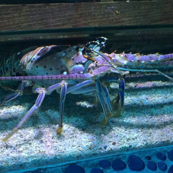 Petware House - Lobster - Pet Stores Near Me - Fort Wayne, Indiana
