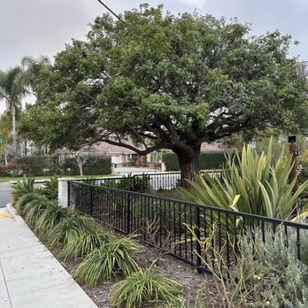 Villatoro Tree Care - Tree Services Near Me Villatoro Tree Care - Tree Services Near Me