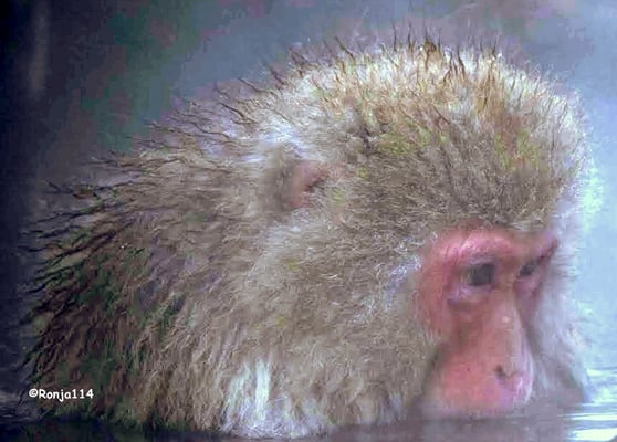 Jigokudani Yaen-Koen by null