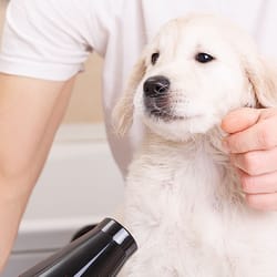 Dippity Do Dog Pet Grooming Salon