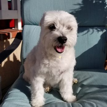 Manicure Machine - What a handsome fella... Thanks to Manicure Machine. - Pet Groomers Near Me