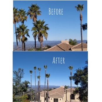 Timber Tree - Tree Services Near Me Timber Tree - Tree Services Near Me