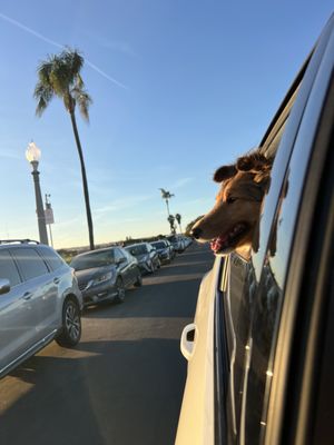 Coronado Dog Beach by null