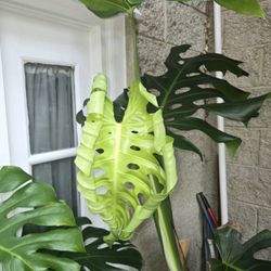 Sha’Petals Posh Plants