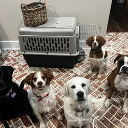 Kingston Springs Animal Hospital