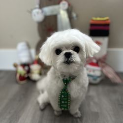 Shaggy Dogs Grooming Salon and Day Care Gift Greeting Cards