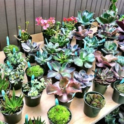 Shepard Garden and Arts Center - Succulents