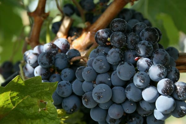 Saviah Cellars by null