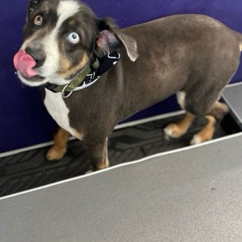 Happy Spa Dogs Mobile Grooming - Flash after his bath and hair cut - Pet Groomers Near Me