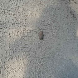 Legacy of Cedar Hill Apartments & Townhomes - dobber nest on walls