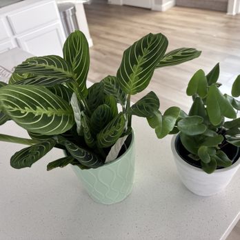 Happy Home Garden - Lemon lime prayer plant and Heartleaf fern $10/ea - Grocery Near Me - Tracy, California