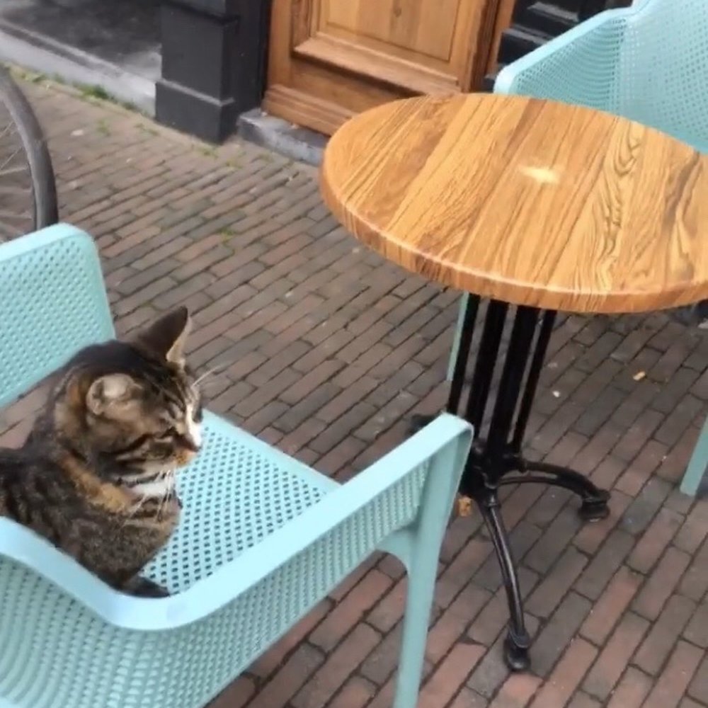 Jans - Delft Cat--did not receive service - Do-It-Yourself Food Near Me - Delft, ZH Jans - Delft Cat--did not receive service - Do-It-Yourself Food Near Me - Delft, ZH