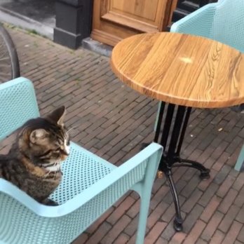 Jans - Delft Cat--did not receive service - Do-It-Yourself Food Near Me - Delft, ZH