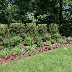 Aspatuck Gardens - Perennial garden osmanthus hedge