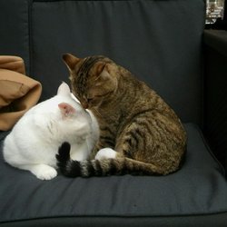 La Compagnie des Chats