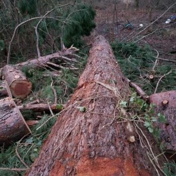 Peter's Tree Service - Tree Services Near Me - Beaverton, Oregon