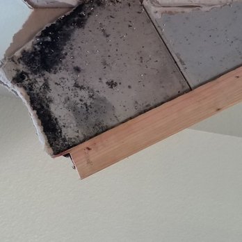 Island Palm Communities - mold in ceiling - Property Management Near Me - Schofield Barracks, Hawaii Island Palm Communities - mold in ceiling - Property Management Near Me - Schofield Barracks, Hawaii