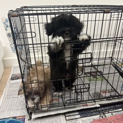 Pet Place
