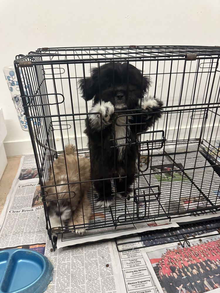 Pet Place Image