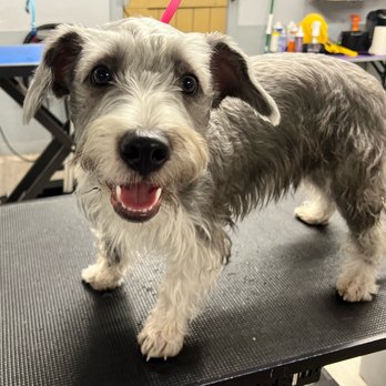 Furry Fadez - Before - Pet Groomers Near Me - San Antonio, Texas
