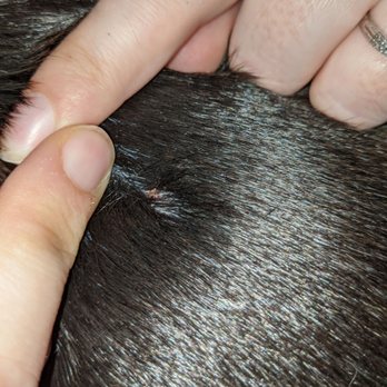 Paw Commons Pet Resort - Gilbert - Scabs on back - Pet Sitting Near Me - Gilbert, Arizona
