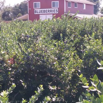 Temecula Berry - Lots of blueberries - Farms Near Me - Temecula, California Temecula Berry - Lots of blueberries - Farms Near Me - Temecula, California