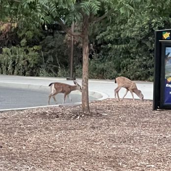 Turtle Bay Museum Store & Coffee Bar - 2 fawns following doe. - Coffee & Tea Near Me - Redding, California Turtle Bay Museum Store & Coffee Bar - 2 fawns following doe. - Coffee & Tea Near Me - Redding, California