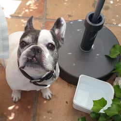 La Petite Chapelle - Resident pooch and my lunch date.