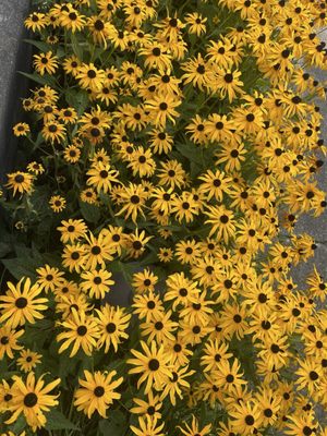 Dobbes Family Winery by null