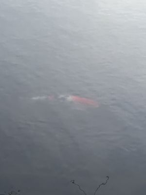 Delaware Park by null