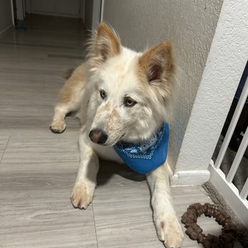 Canine Coiffures - He gave him a cute bandanna too !! - Pet Groomers Near Me - Phoenix, Arizona