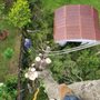 Photo of Vicente Tree Services