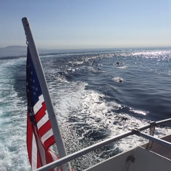 Catalina Express - Thank you to the captain that let us check out the Dolphins! We will come back thanks to you. - Transportation Near Me - Dana Point, California