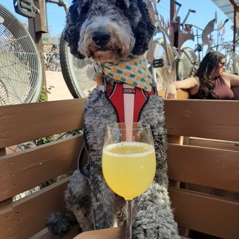 OHSO Brewery- Arcadia - Dog with mimosa - Breweries Near Me - Phoenix, Arizona