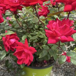 Martins Flowers & Shrubs