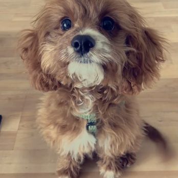 Heather's Heavenly Hounds - Henry at 5 months - Dog Walkers Near Me - Roanoke, Illinois