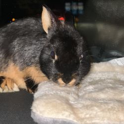 Pets & Friends Club - Morgan just been a bunny