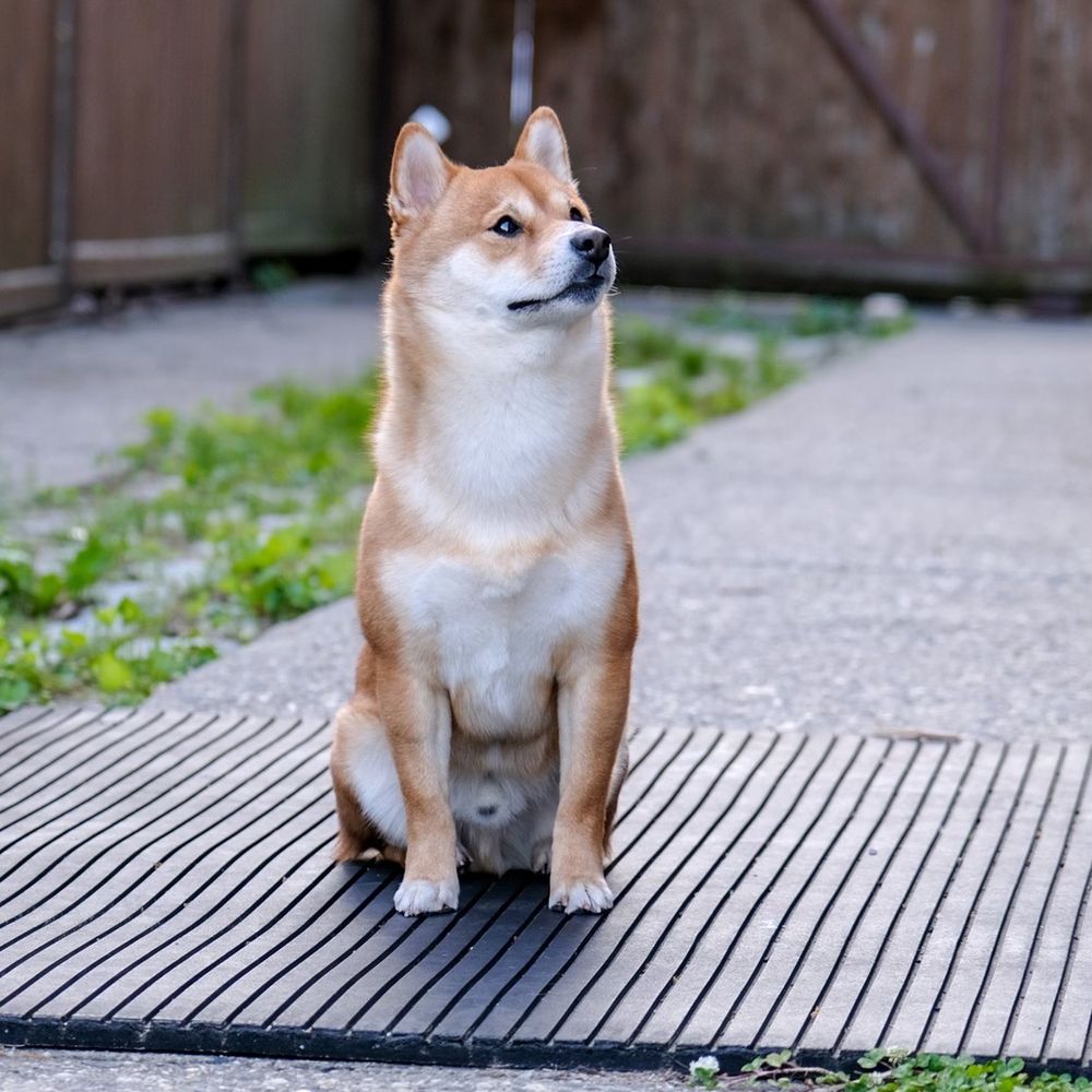 Kobi the Shiba Inu :) Kobi the Shiba Inu :)