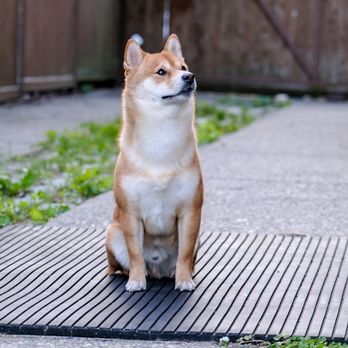 Jennifer's Dogs - Kobi the Shiba Inu :) - Pet Training Near Me Jennifer's Dogs - Kobi the Shiba Inu :) - Pet Training Near Me