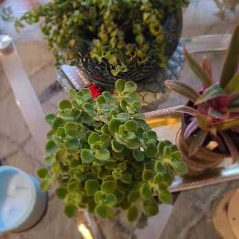 Good Earth Greenhouse - Plants - Nurseries & Gardening Near Me - River Forest, Illinois