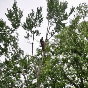 Stringfellow's Tree Service - High up a tree - Tree Services Near Me - Amissville, Virginia