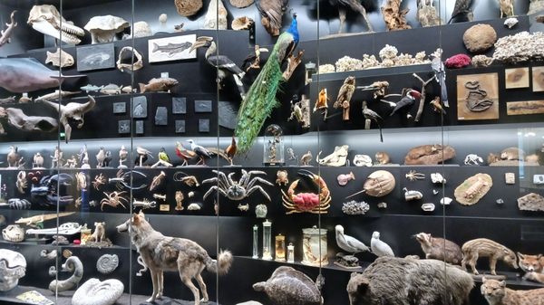 Senckenberg Nature Museum by null