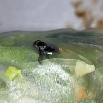 Phonatik - Dead fly inside the veggie spring rolls - Vietnamese Near Me - Anchorage, Alaska