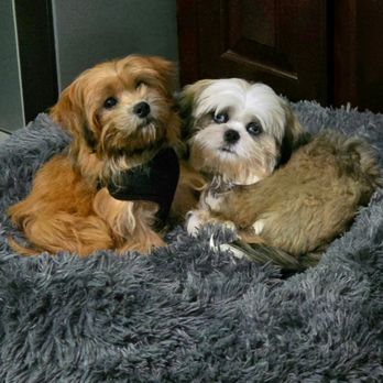 Harmony View Puppies - Toby (fka Rusty) and Sonny (fka Garth) - Pet Breeders Near Me - Kearney, Nebraska